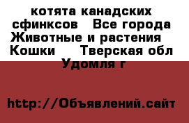 котята канадских сфинксов - Все города Животные и растения » Кошки   . Тверская обл.,Удомля г.